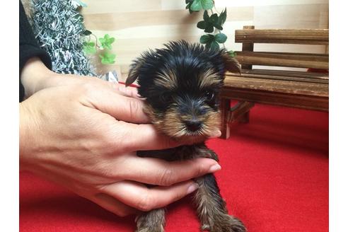 成約済の静岡県のヨークシャーテリア-60481の2枚目