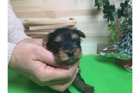 成約済の静岡県のヨークシャーテリア-60481の1枚目