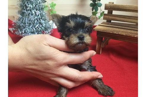 成約済の静岡県のヨークシャーテリア-60482