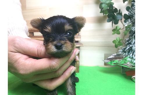 成約済の静岡県のヨークシャーテリア-60482の2枚目