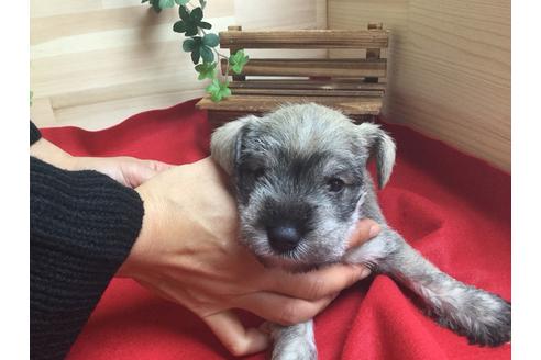 成約済の静岡県のミニチュアシュナウザー-60488の1枚目