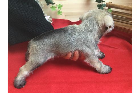 成約済の静岡県のミニチュアシュナウザー-60488の4枚目