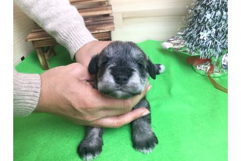 成約済の静岡県のミニチュアシュナウザー-60488の3枚目