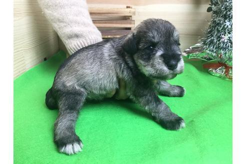 成約済の静岡県のミニチュアシュナウザー-60488の2枚目