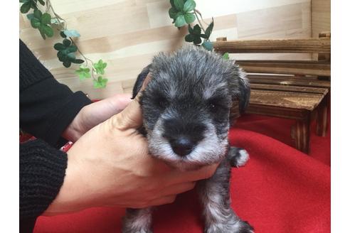 成約済の静岡県のミニチュアシュナウザー-60489の1枚目