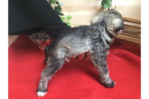 成約済の静岡県のミニチュアシュナウザー-60489の4枚目