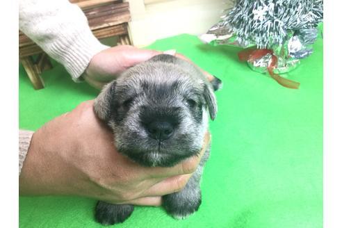 成約済の静岡県のミニチュアシュナウザー-60489の3枚目