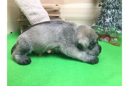 成約済の静岡県のミニチュアシュナウザー-60489の2枚目