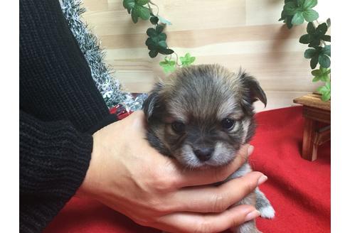 成約済の静岡県のチワワ(ロングコート)-61889の4枚目