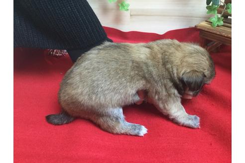 成約済の静岡県のチワワ(ロングコート)-61889の3枚目