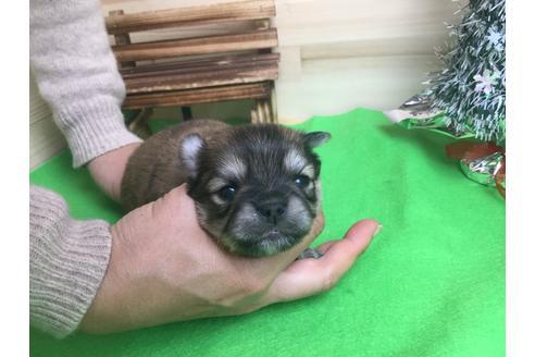 成約済の静岡県のチワワ(ロングコート)-61889の2枚目