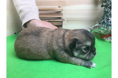 成約済の静岡県のチワワ(ロングコート)-61889の1枚目