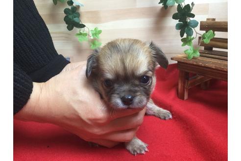 成約済の静岡県のチワワ(ロングコート)-61891