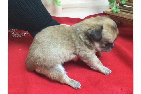 成約済の静岡県のチワワ(ロングコート)-61891の4枚目