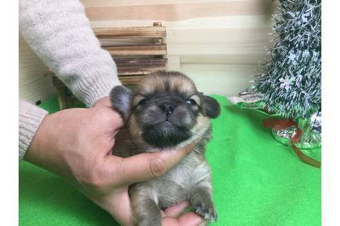 成約済の静岡県のチワワ(ロングコート)-61891の3枚目