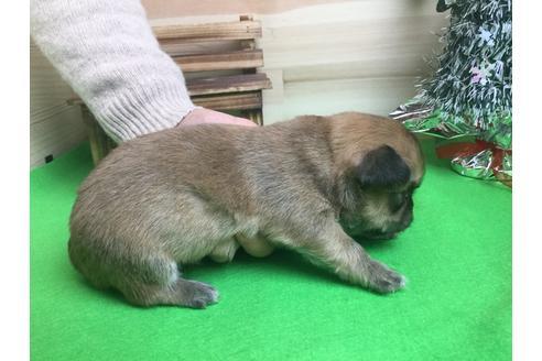 成約済の静岡県のチワワ(ロングコート)-61891の2枚目