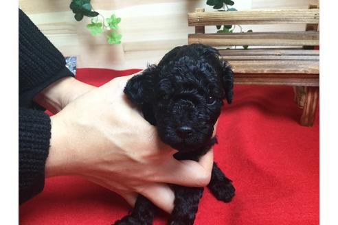 成約済の静岡県のトイプードル-61892の1枚目