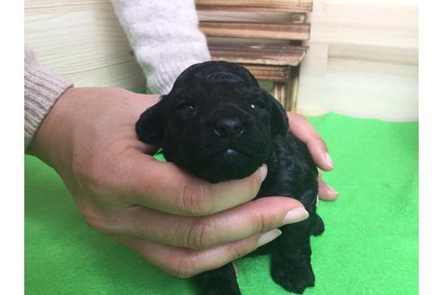 成約済の静岡県のトイプードル-61892の3枚目