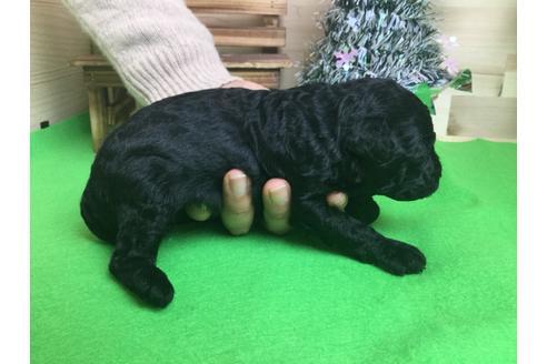 成約済の静岡県のトイプードル-61892の2枚目