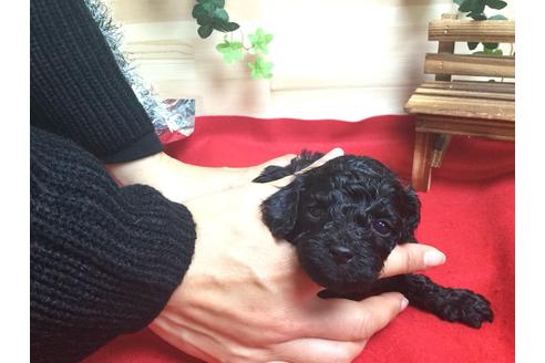 成約済の静岡県のトイプードル-61893の1枚目