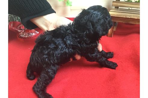 成約済の静岡県のトイプードル-61893の4枚目