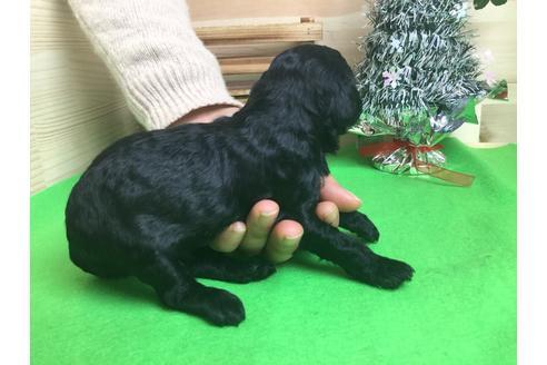 成約済の静岡県のトイプードル-61893の2枚目