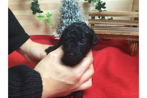 成約済の静岡県のトイプードル-61895の4枚目