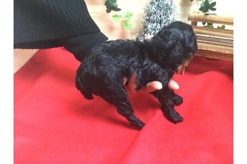 成約済の静岡県のトイプードル-61895の3枚目