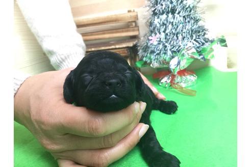 成約済の静岡県のトイプードル-61895の2枚目