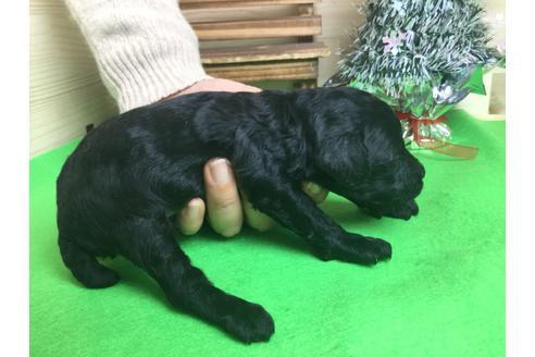 成約済の静岡県のトイプードル-61895の1枚目