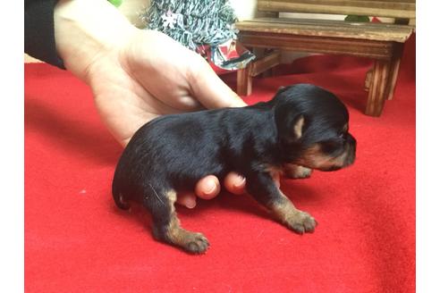 成約済の静岡県のヨークシャーテリア-61901の5枚目