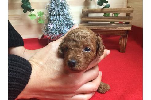 成約済の静岡県のトイプードル-61902の4枚目