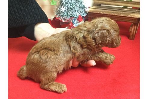 成約済の静岡県のトイプードル-61902の3枚目