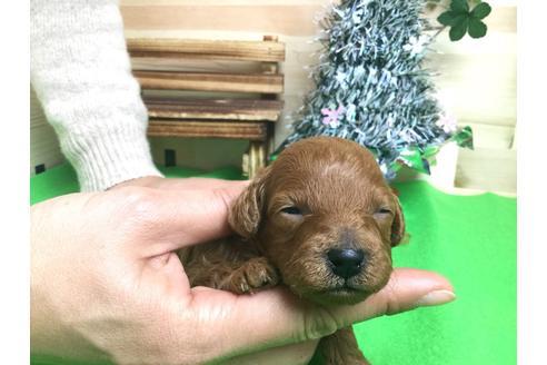 成約済の静岡県のトイプードル-61902の2枚目