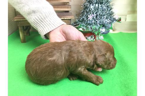 成約済の静岡県のトイプードル-61902の1枚目