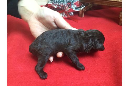 成約済の静岡県のトイプードル-62196の6枚目