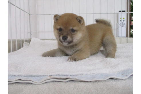 成約済の岡山県の豆柴-61104の2枚目