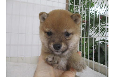 成約済の岡山県の豆柴-61104