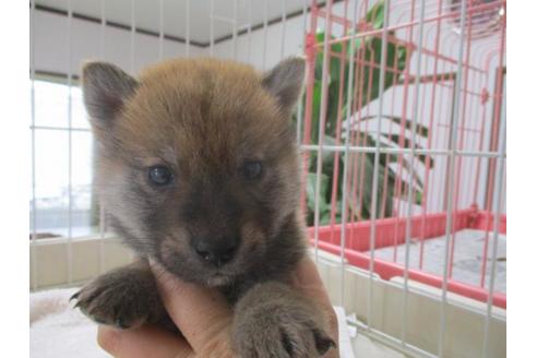 成約済の岡山県の柴犬-61940の1枚目