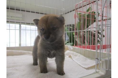 成約済の岡山県の柴犬-61940の2枚目