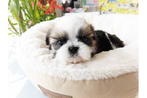 成約済の福岡県のシーズー-62240の1枚目