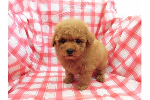 成約済の福岡県のトイプードル-62241の1枚目