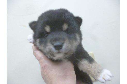 成約済の福岡県の柴犬-62254の4枚目