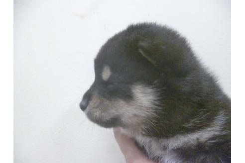 成約済の福岡県の柴犬-62254の2枚目