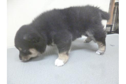 成約済の福岡県の柴犬-62254の1枚目