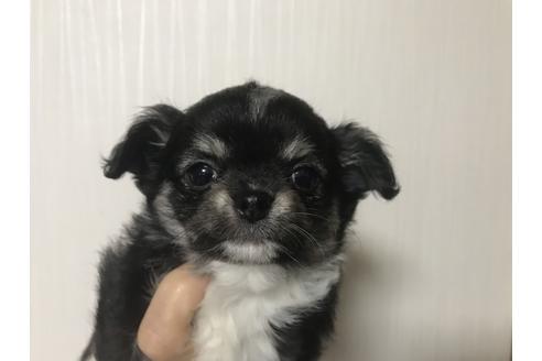 子犬