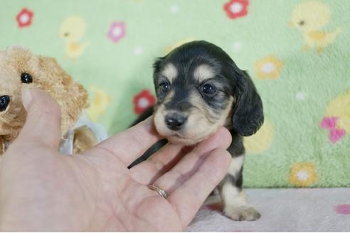 成約済の兵庫県のミニチュアダックスフンド(ロングヘアード)-62366の2枚目
