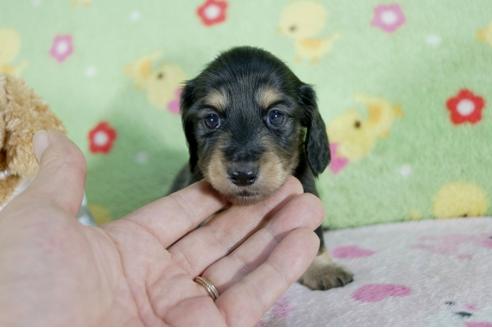 成約済の兵庫県のミニチュアダックスフンド(ロングヘアード)-62367の3枚目