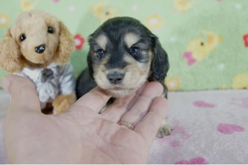 成約済の兵庫県のミニチュアダックスフンド(ロングヘアード)-62368の3枚目