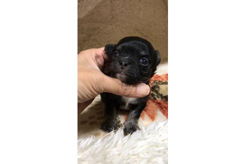 成約済の香川県のチワワ(ロングコート)-62361の2枚目